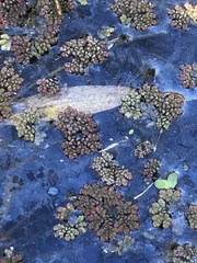 Azolla caroliniana