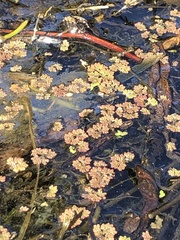 Azolla caroliniana