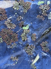 Azolla caroliniana