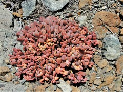 Sedum flavidum