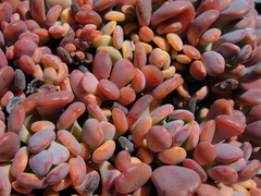 Sedum flavidum