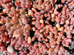Sedum flavidum