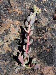 Sedum flavidum