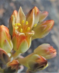 Sedum flavidum