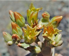 Sedum flavidum