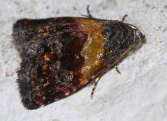 Tripudia balteata