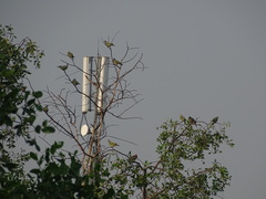 Streptopelia bitorquata