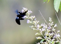 Xylocopa fenestrata