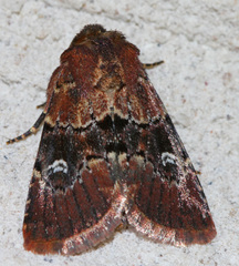 Properigea continens