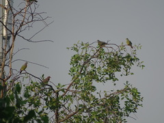 Streptopelia bitorquata