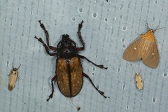 Rhaphipodus suturalis