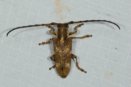 Apriona vagemaculata thumbnail
