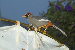 Pterorhinus mitratus