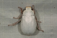 Cyphochilus rohingyae