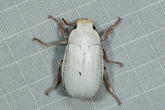 Cyphochilus rohingyae