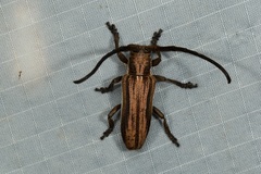 Cyrtogrammus lateripictus