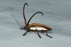 Cyrtogrammus lateripictus