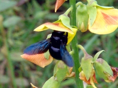 Xylocopa fenestrata