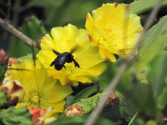 Xylocopa fenestrata