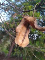 Jacaranda caucana