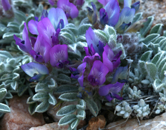 Astragalus purshii lectulus