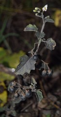 Solanum nigrum