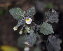 Solanum nigrum