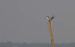 Sterna hirundo