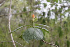 Sphinctanthus aurantiacus