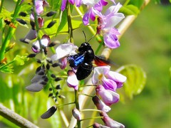Xylocopa fenestrata