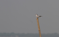 Sterna hirundo