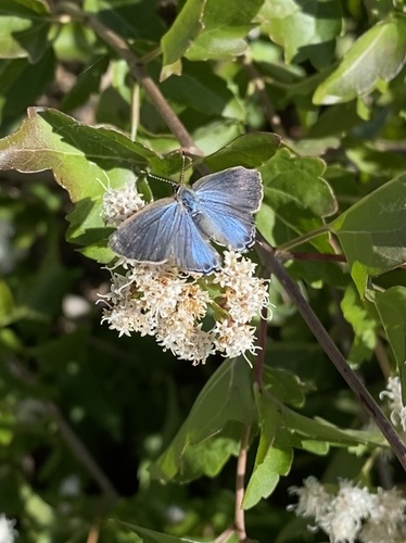 Red-banded Hairstreak, photo 2 of 10