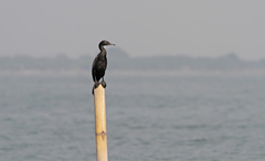 Phalacrocorax sulcirostris