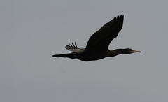 Phalacrocorax sulcirostris