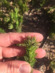 Aspalathus chenopoda