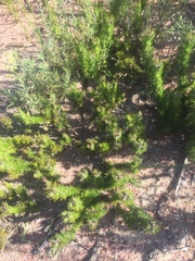 Aspalathus chenopoda