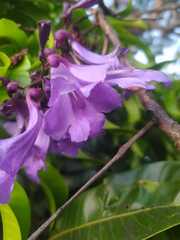 Jacaranda caucana