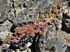 Sedum flavidum