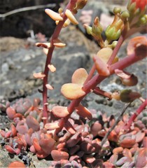 Sedum flavidum