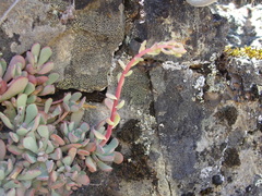Sedum flavidum