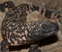 Heloderma suspectum cinctum