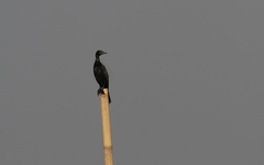 Phalacrocorax sulcirostris