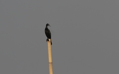Phalacrocorax sulcirostris