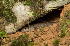 Sphenomorphus praesignis