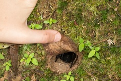 Liphistius malayanus