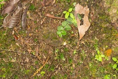 Liphistius malayanus