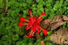 Etlingera