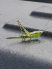 Conocephalus gracillimus