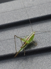 Conocephalus gracillimus