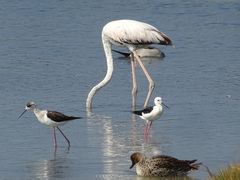 Himantopus himantopus